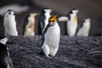 Edge of the Earth: Antarctica by Expedition Ship | 11-Days Ushuaia Roundtrip