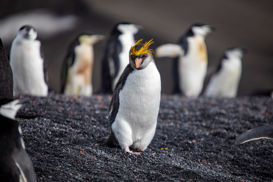 Edge of the Earth: Antarctica by Expedition Ship | 11-Days Ushuaia Roundtrip