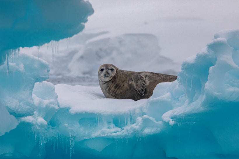 Seal on an iceberg in a cold, icy environment