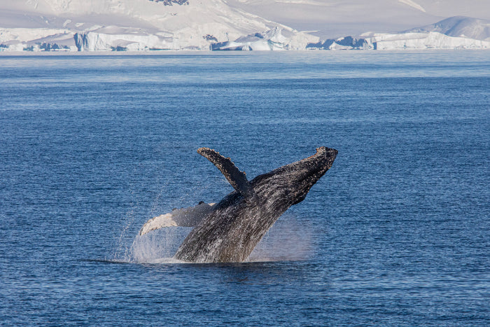 Edge of the Earth: Antarctica by Expedition Ship | 11-Days Ushuaia Roundtrip