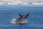 Edge of the Earth: Antarctica by Expedition Ship | 11-Days Ushuaia Roundtrip