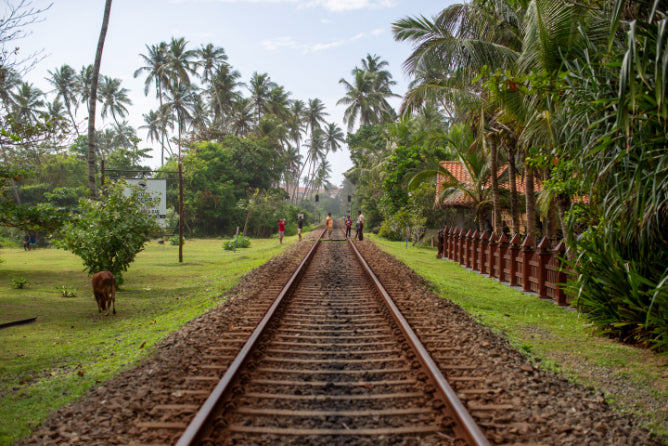 Railway track lined with palm trees in rural Sri Lanka. Explore Sri Lanka - Land & Sea Tour Options includes scenic train routes and nature walks.