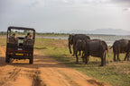 Safari jeep observing wild elephants in Sri Lanka. Explore Sri Lanka - Land & Sea Tour Options offers thrilling wildlife encounters.