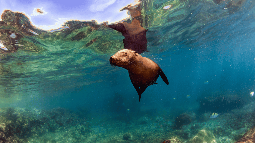 Galápagos Express: Island Hops, Snorkelling & Sea Lions (7–9 Days)
