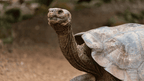 Galápagos Express: Island Hops, Snorkelling & Sea Lions (7–9 Days)