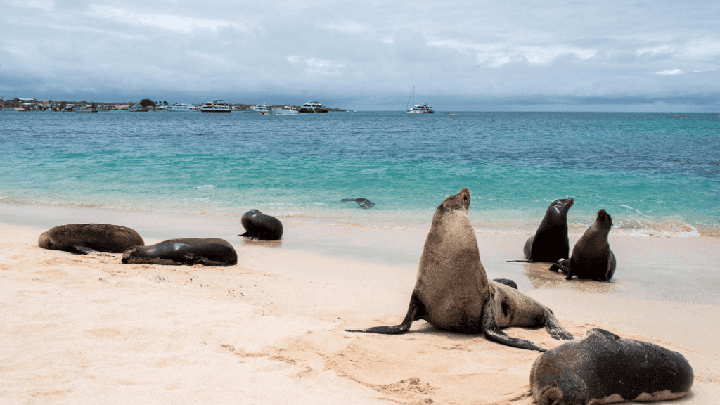 Galápagos Express: Island Hops, Snorkelling & Sea Lions (7–9 Days)