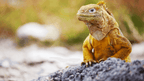 Galápagos Express: Island Hops, Snorkelling & Sea Lions (7–9 Days)