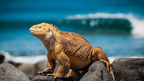 Galápagos Express: Island Hops, Snorkelling & Sea Lions (7–9 Days)