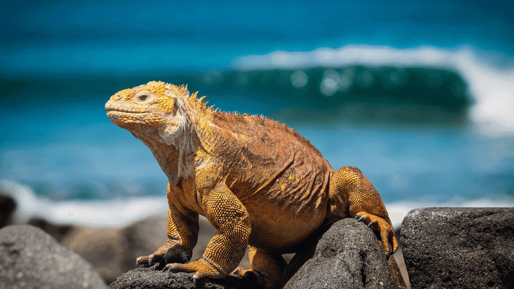 Galápagos Express: Island Hops, Snorkelling & Sea Lions (7–9 Days)