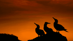 Galápagos Express: Island Hops, Snorkelling & Sea Lions (7–9 Days)