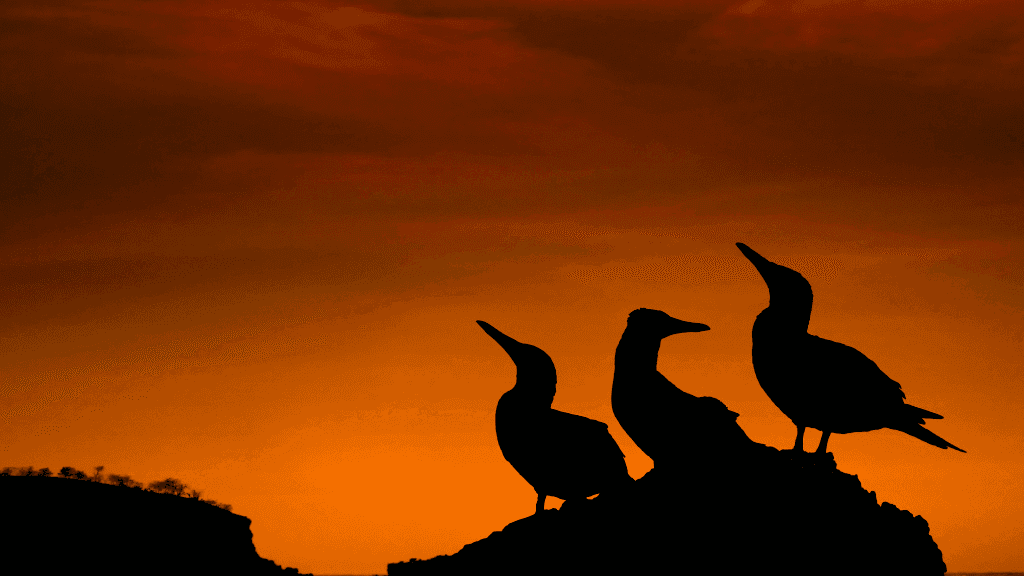 Galápagos Express: Island Hops, Snorkelling & Sea Lions (7–9 Days)