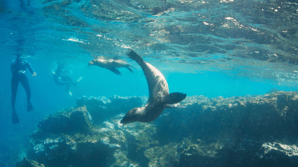 Galápagos Express: Island Hops, Snorkelling & Sea Lions (7–9 Days)