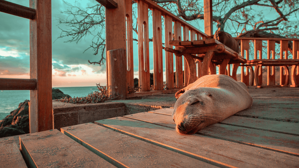 Galápagos Island Hop: Santa Cruz • Floreana • Isabela (7–9 Days)