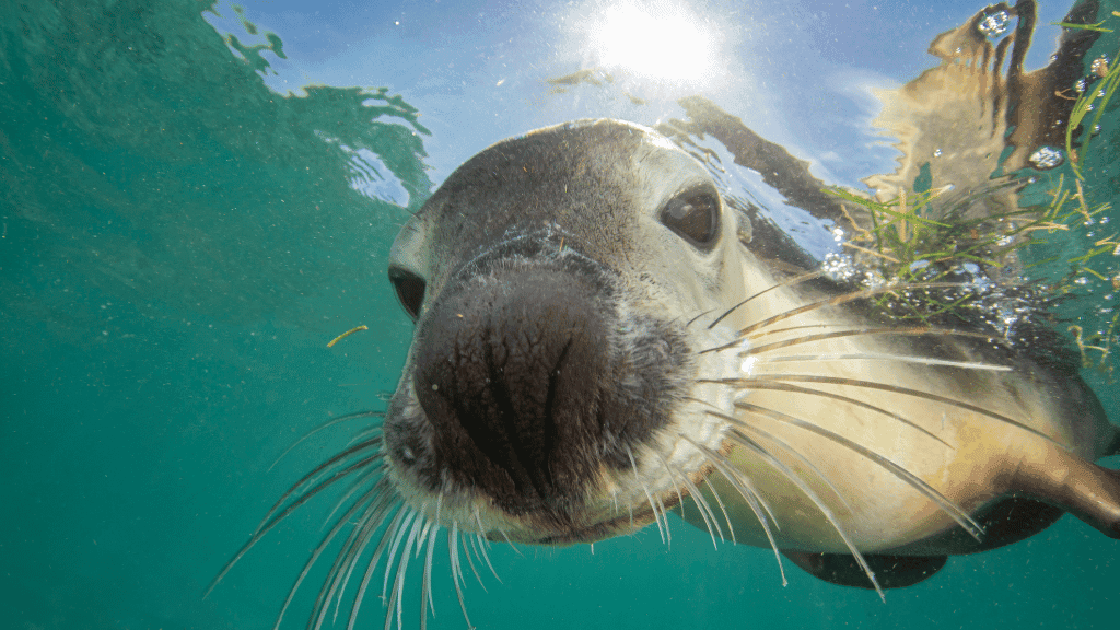 Galápagos Island Hop: Santa Cruz • Floreana • Isabela (7–9 Days)