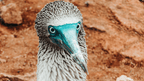 Galápagos Express: Island Hops, Snorkelling & Sea Lions (7–9 Days)