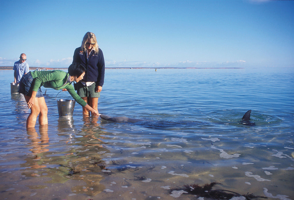 4 Day Monkey Mia Tour from Perth