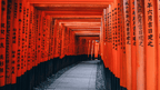 Japanese Winter Wonders | 11 Days of Shrines, Snow Monkeys & Onsen Steam (3 Day Ski Add-On Option)