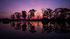 Silhouetted trees reflected in water at dusk during Kakadu Litchfield Camping Adventure - 3-Day Tour. Tranquil wetland sunset scene.