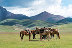 Group of saddled horses resting in a green Kyrgyz valley, part of the equestrian culture on the 14-23 Day Central Asia Silk Road Tour.