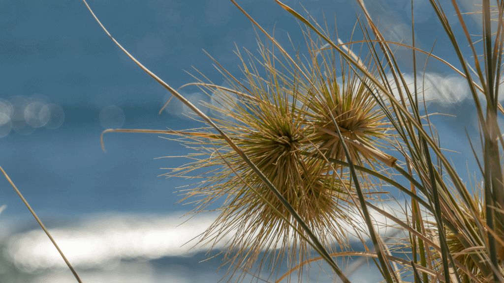 Close-up of coastal grass with spiky seed heads against a shimmering blue ocean background.