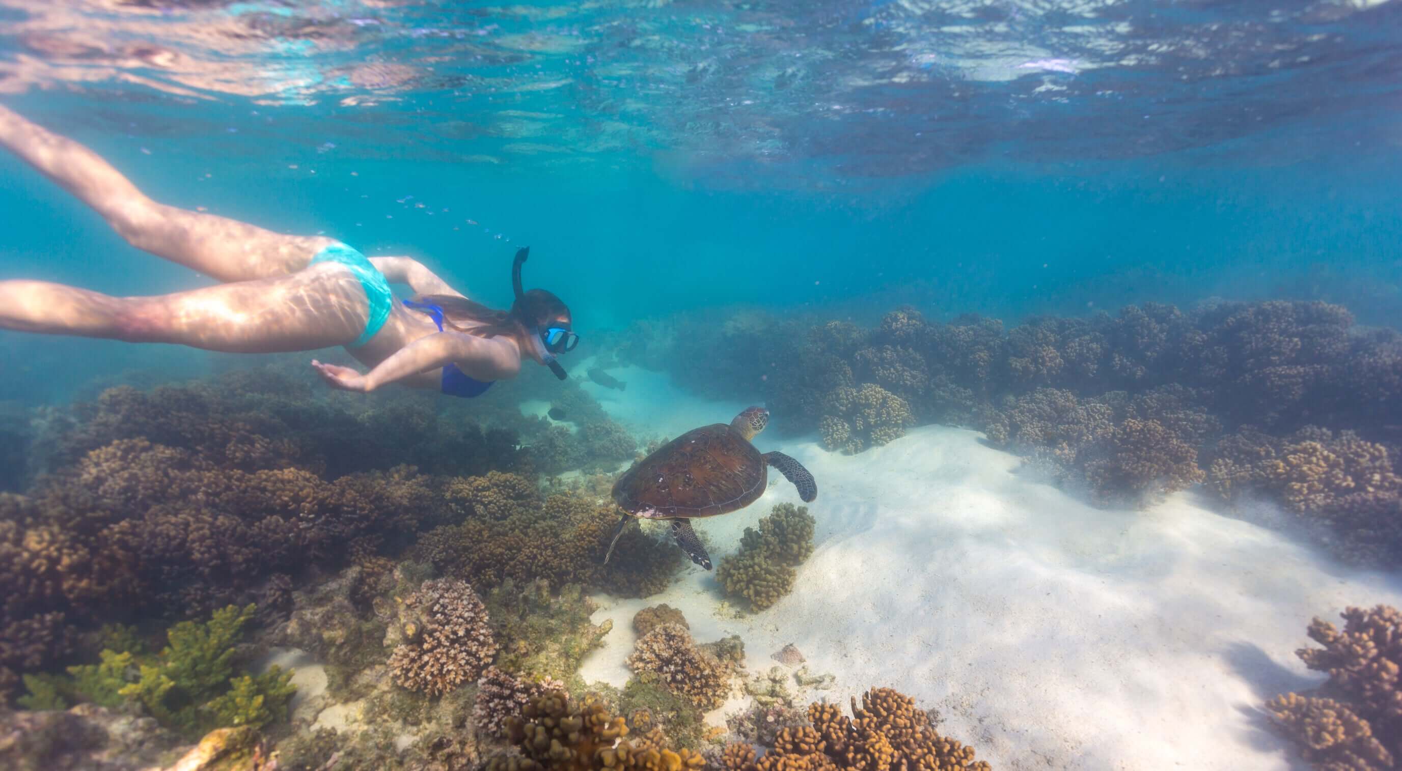 Snorkeler swimming with sea turtle at Ningaloo Reef on West Coast Road Trip. Marine adventure in Western Australia.