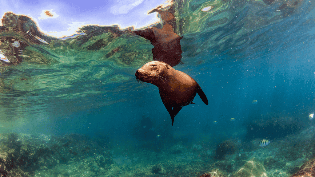 Small Ship Galápagos | 7/10 or 17-Days Island-Hoping Expedition