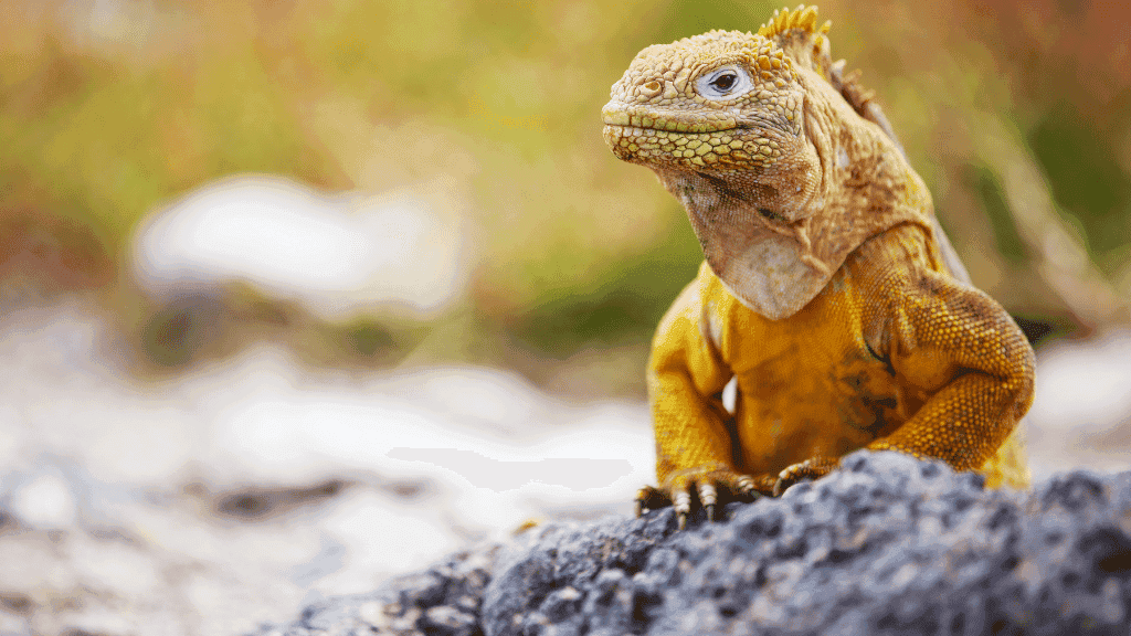 Small Ship Galápagos | 7/10 or 17-Days Island-Hoping Expedition