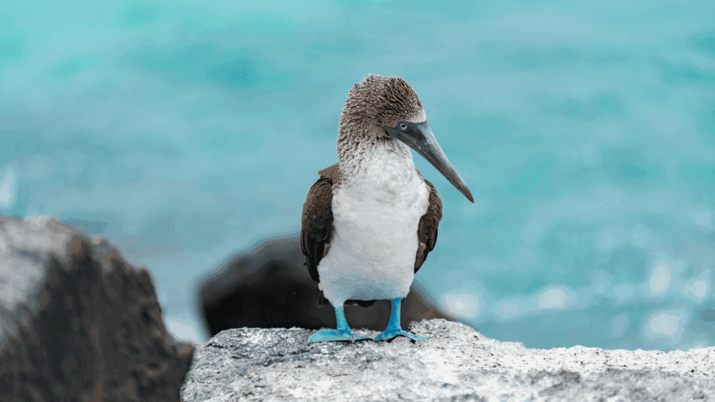 Small Ship Galápagos | 7/10 or 17-Days Island-Hoping Expedition