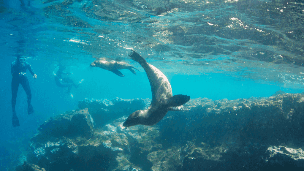 Small Ship Galápagos | 7/10 or 17-Days Island-Hoping Expedition