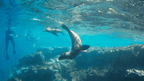 Small Ship Galápagos | 7/10 or 17-Days Island-Hoping Expedition
