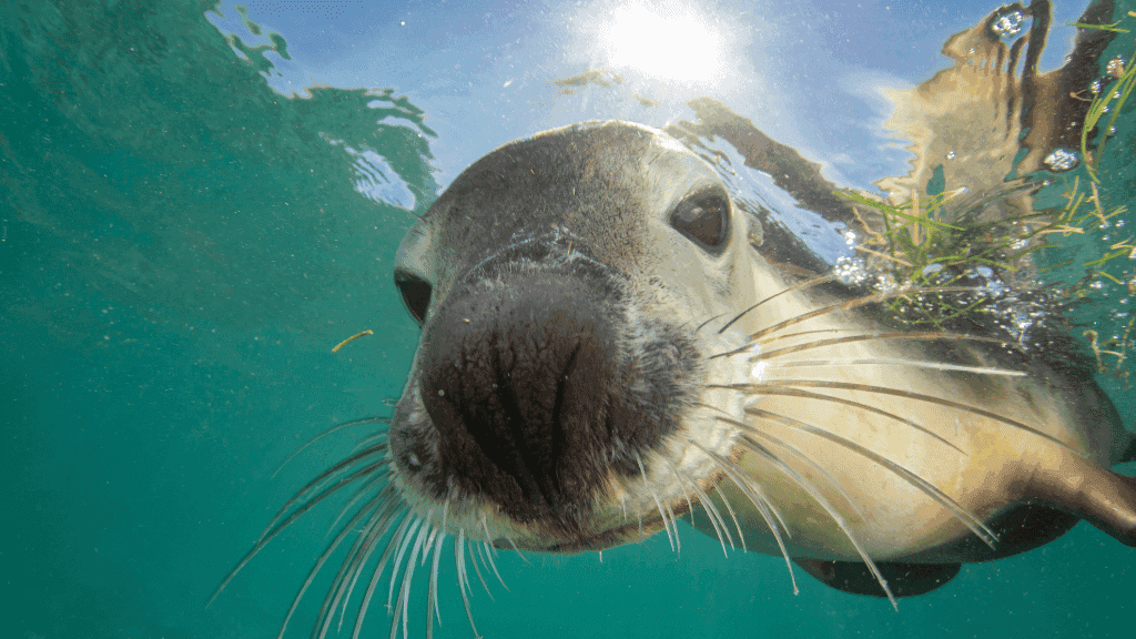Galápagos Small Ship Voyage | 8/10 Days East to Western Islands