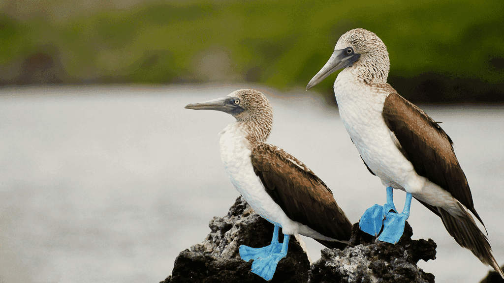 Small Ship Galápagos | 7/10 or 17-Days Island-Hoping Expedition