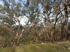 Daylesford & Goldfields Track 4-Day Walking Tour | Spa, Trails & Heritage Towns