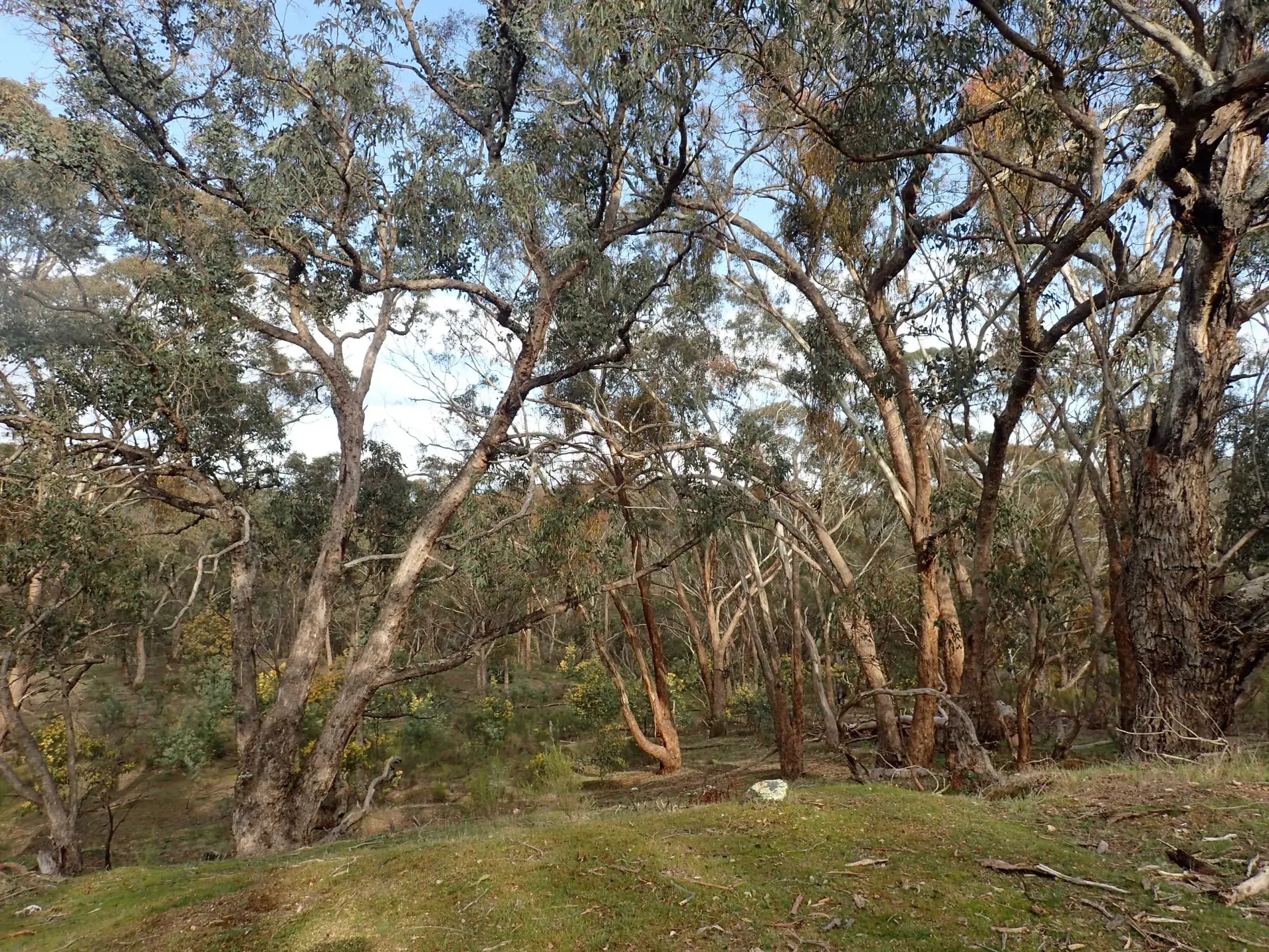 Daylesford & Goldfields Track 4-Day Walking Tour | Spa, Trails & Heritage Towns
