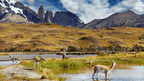 Guanacos grazing near water with Torres del Paine peaks in background on Patagonia Hiking Tours - Blue Heart Adventure | 9 Days. Wildlife and nature immersion.