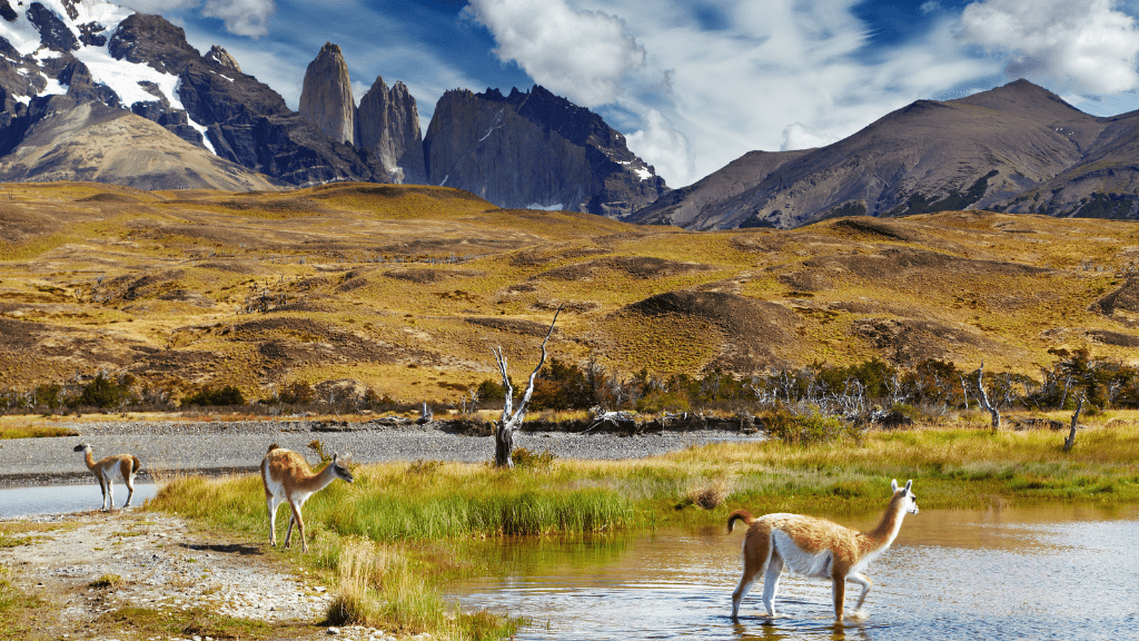 Guanacos grazing near water with Torres del Paine peaks in background on Patagonia Hiking Tours - Blue Heart Adventure | 9 Days. Wildlife and nature immersion.