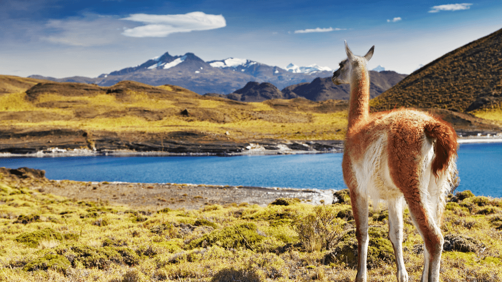 Guanaco gazing over Patagonian landscape with mountains and lake, spotted on the Blue Heart Adventure | 9 Days. Wildlife viewing during hiking tours.
