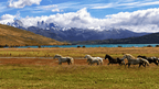 Wild horses running through Patagonian plains with Torres del Paine in background, part of the Blue Heart Adventure | 9 Days. Wildlife and scenic trekking.