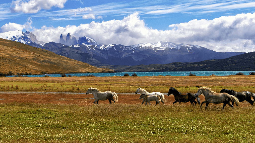 Wild horses running through Patagonian plains with Torres del Paine in background, part of the Blue Heart Adventure | 9 Days. Wildlife and scenic trekking.
