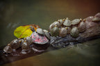 Amazon Immersion | 7-Day Homestay with Canoes, Cacao & Cascades