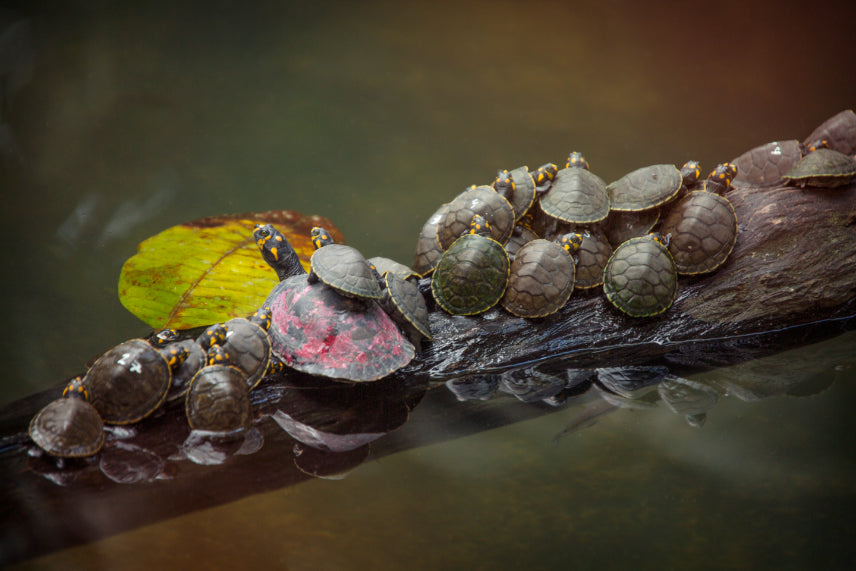 Amazon Immersion | 7-Day Homestay with Canoes, Cacao & Cascades