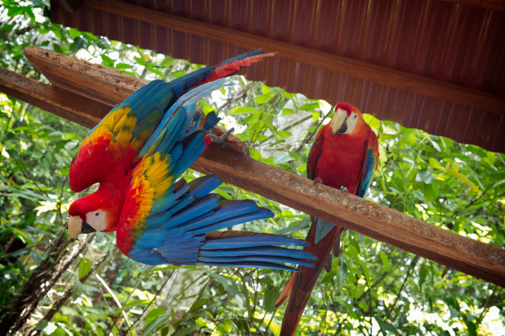 Amazon Immersion | 7-Day Homestay with Canoes, Cacao & Cascades