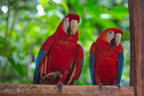 Amazon Immersion | 7-Day Homestay with Canoes, Cacao & Cascades