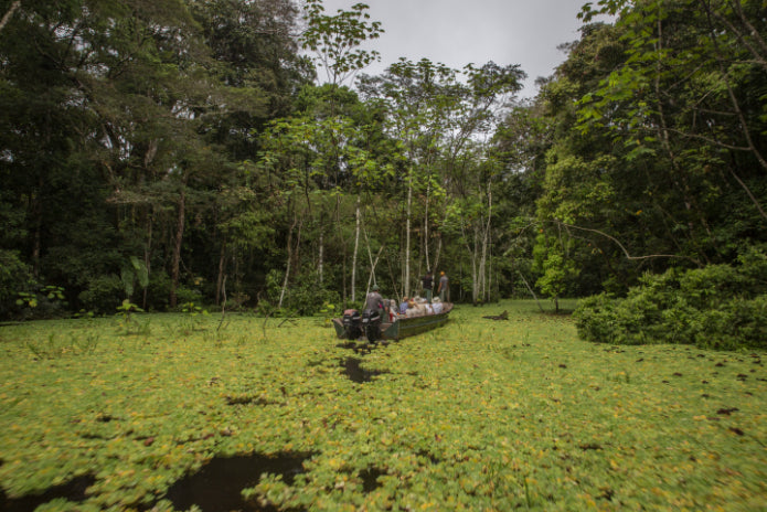 Riverboat to the Heart of the Amazon | 9 Days of Wildlife & Wild Waters