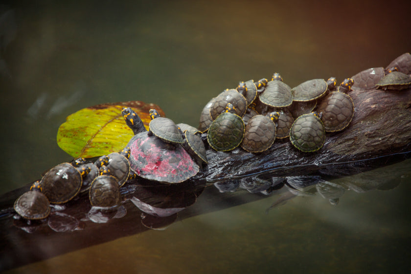 Riverboat to the Heart of the Amazon | 9 Days of Wildlife & Wild Waters