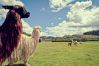 Andes to Amazon | 21 Days of Peru’s Grand Circuit & Machu Picchu by Train