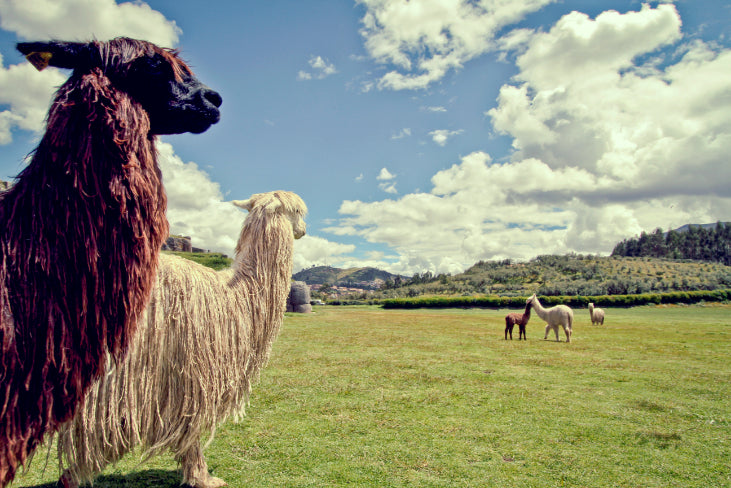 Andes to Amazon | 21 Days of Peru’s Grand Circuit & Machu Picchu by Train