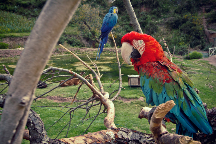 Andes to Amazon | 21 Days of Peru’s Grand Circuit & Machu Picchu by Train
