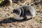 Melbourne Phillip Island Penguin Parade & Wildlife Discovery Day Tour