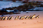 Melbourne Phillip Island Penguin Parade & Wildlife Discovery Day Tour